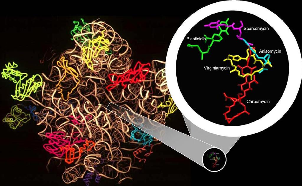 Structure-Based Drug Discovery at the Bacterial Ribosome
