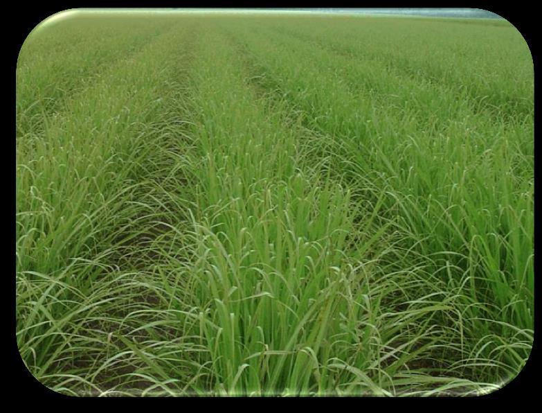 Priaxor Fungicide is not currently registered for use in sugarcane BASF Fungicides Registered in Sugarcane EPA Registered Caramba Fungicide