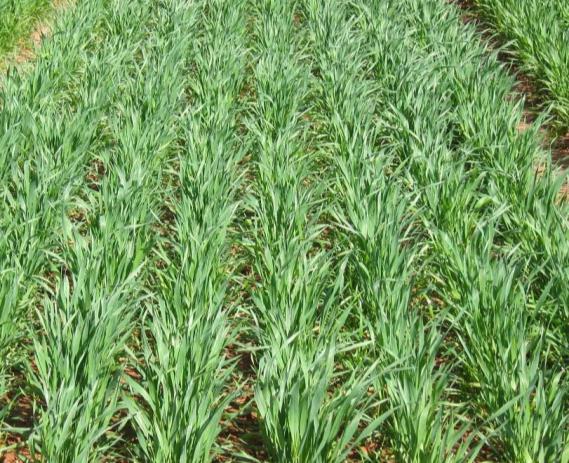 Zidua Herbicide Crop Registrations Wheat Controls: Italian Ryegrass and more Delayed Preemergence Zidua 0.75 to 1.