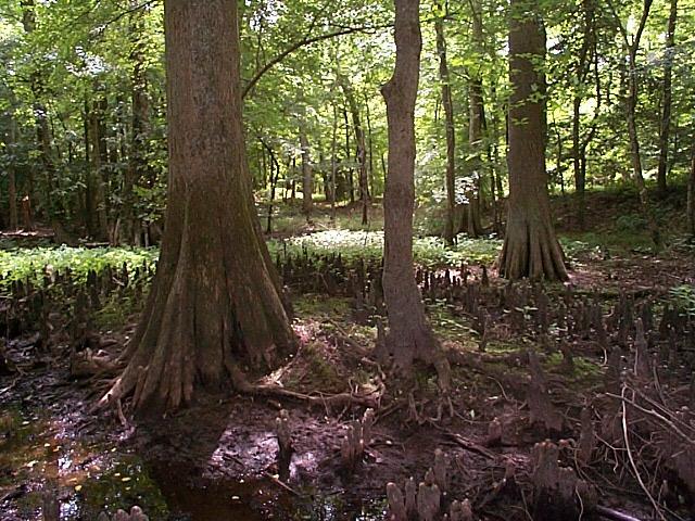 Why Forests and Forest Buffers Forest is natural cover along most MD streams Multiple ecological benefits Nutrient reduction filter, infiltrate, denitrify