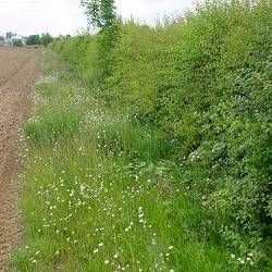 Shelterbelt Grass margin along a hedge row Increased habitat
