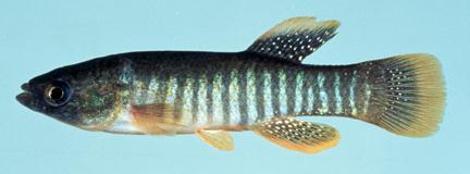 Gambusia affinis New Gambusia introductions not encouraged Reduced ~30 native fish