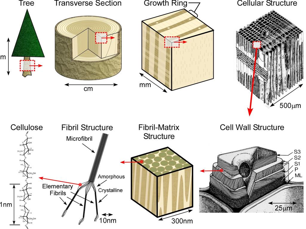Wood- Cellulose Nanomaterials