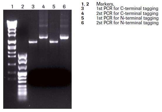 Protocol 3: Quantification of PCR product for expression with the RTS 100 Wheat Germ CECF Kit Procedure 1. Run 0.