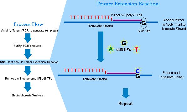 Figure 9. Overview of allele-specific primer extension assay using the SNaPshot platform.
