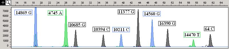 Figure 15. Multiplex Panel F Plots of fragment size (x-axis) relative to 120LIZ size standard (Applied Systems) and relative fluorescent units (RFUs, y-axis).