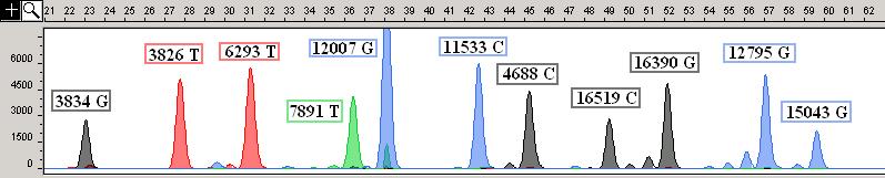 Figure 16. Multiplex Panel G Plots of fragment size (x-axis) relative to 120LIZ size standard (Applied Systems) and relative fluorescent units (RFUs, y-axis).