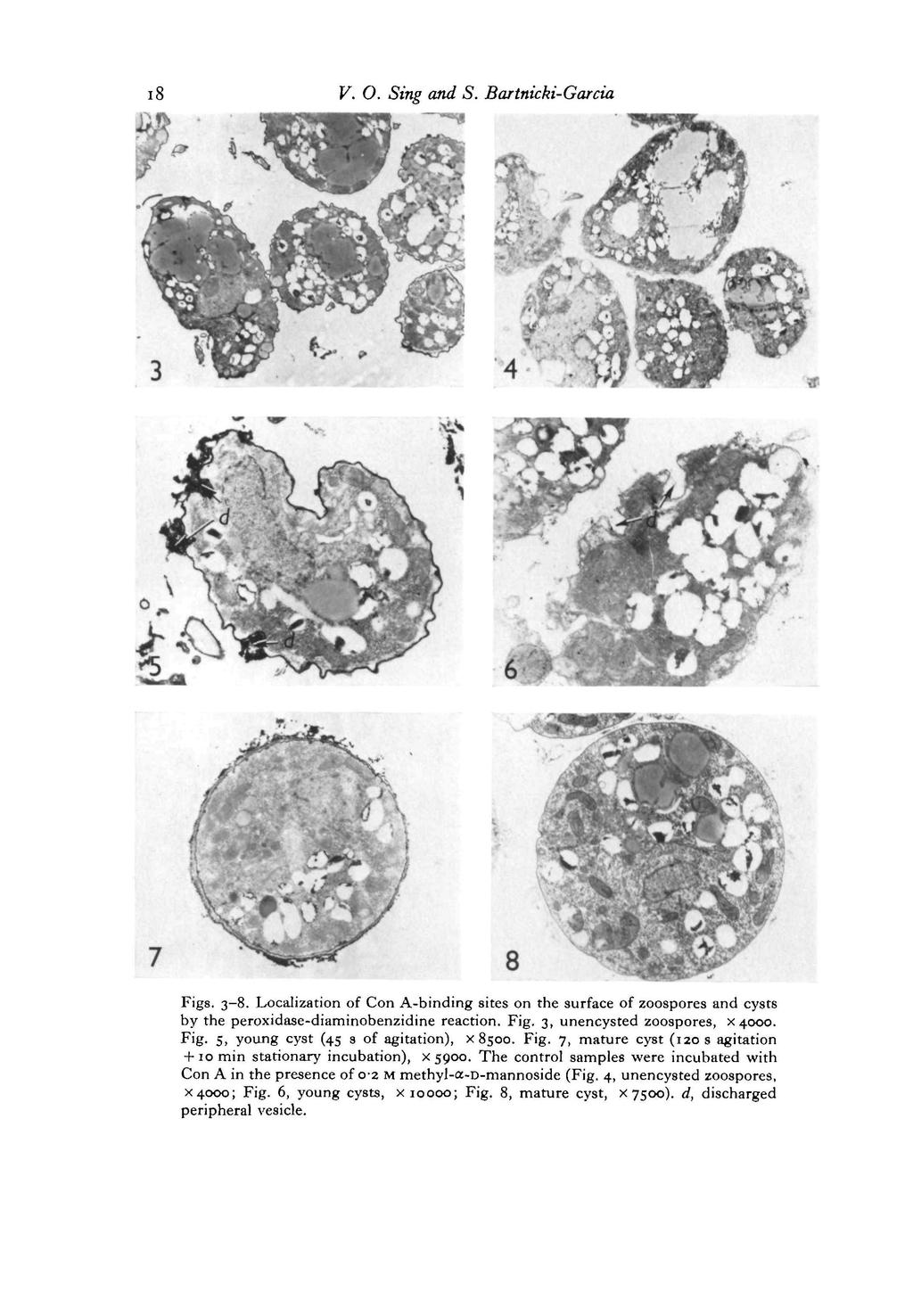 i8 V. O. Sing and S. Bartnicki-Garcia Figs. 3-8. Localization of Con A-binding sites on the surface of zoospores and cysts by the peroxidase-diaminobenzidine reaction. Fig. 3, unencysted zoospores, x4000.