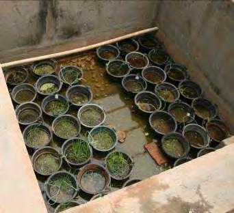 Seed bank-other way of aquatic plant