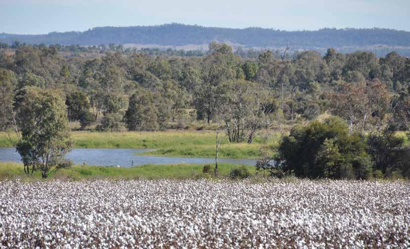 EXECUTIVE SUMMARY Sustainability has long been a key focus of the Australian cotton industry.