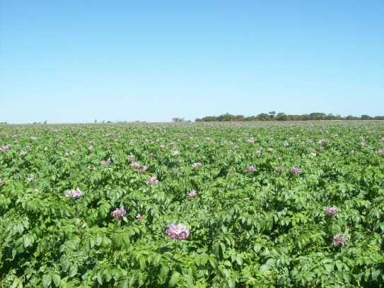 Introduction Potato is a temperate crop Prefers mild temperatures and ample water Higher day