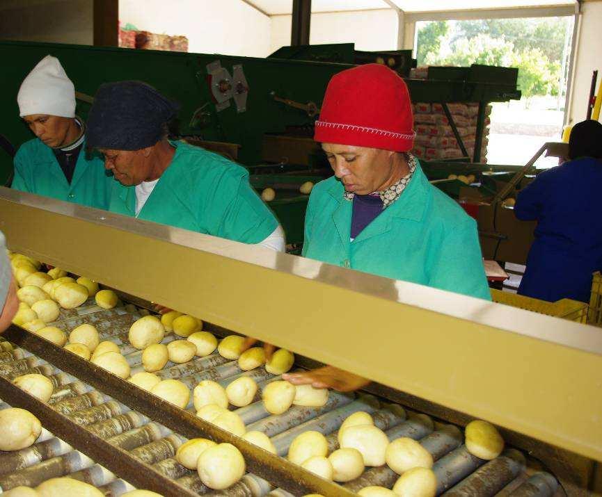 Introduction Potato farming most important economic activity in some areas Direct and serious risk to future crop production and food security