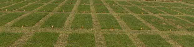 Plot layout in the Bermuda grass fertilizer experiment.