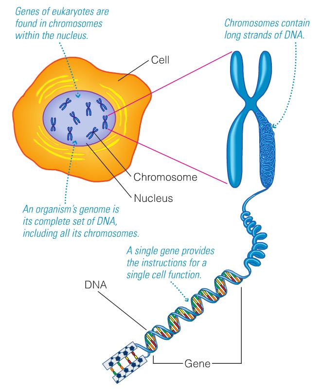 ) About 21,000 genes in total l l l l Every cell has complete genome (spread across the 23 chromosome pairs) Rules for how to read it: 98% of human DNA is non-coding!