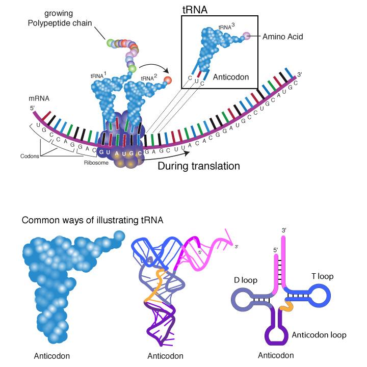 DNA tells mrna what must be made. At the factory (ribosome), mrna sends trna out for the parts (various amino acids). trna brings parts back to factory, where they are assembled into proteins.