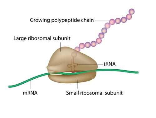 Using the genetic code, RNA strands are translated to
