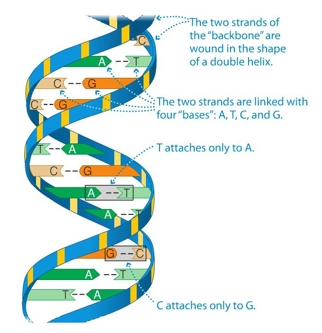 Deoxy Nucleic l l l l l l Complex long molecule Double helix with 2 identical strands running in opposite directions ( anti-parallel ) Composed of four bases Adenine (A) Thymine