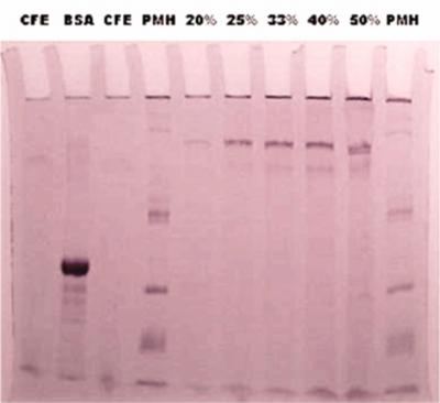 ANALYSIS OF PURIFICATION BY NON DENATURING NATIVE-PAGE The dextransucrase samples obtained with PEG-400 fractionation were analyzed by SDS-PAGE to check the purity of dextransucrase.