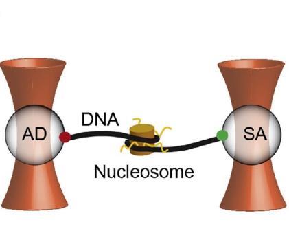 Methods Analysis of Nucleosome Wrapping/Unwrapping Events Load histone octamers on DNA fragment using PCR from modified plasmid Formation of DNA tether between AD and SA coated beads in optical trap