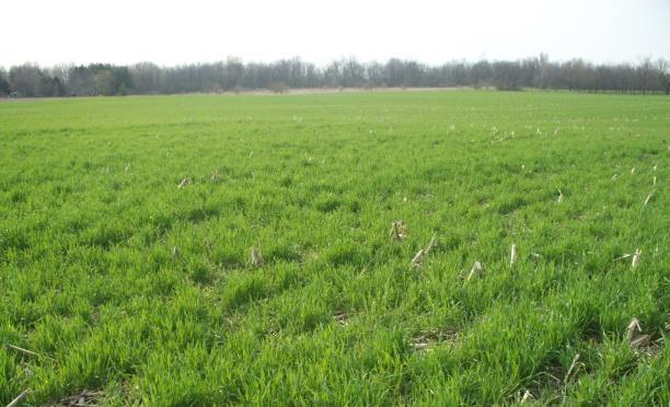 (MD, IN > 35% no-till) Cover crops (MD,