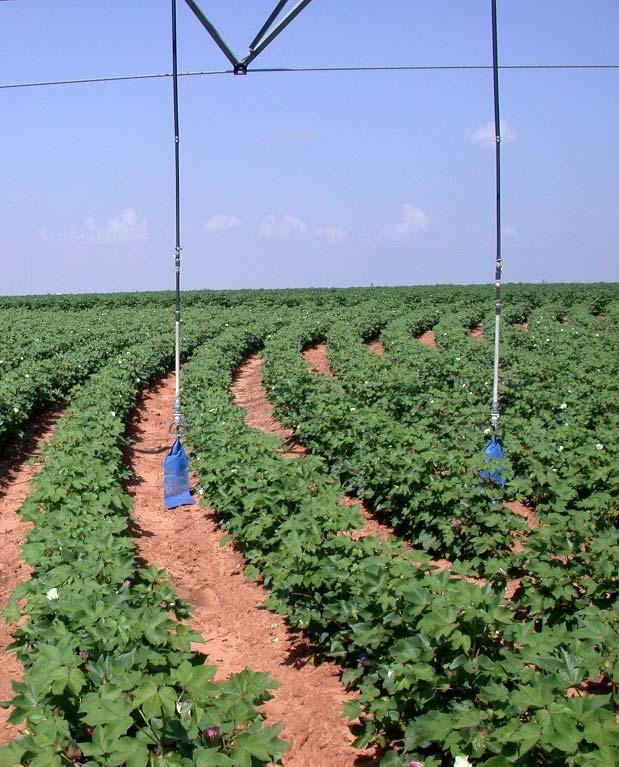 Water & Irrigation Water Management and Irrigation Avoidance of water-deficit stress beginning at first square is critical in establishing adequate plant structure to facilitate yield goals,