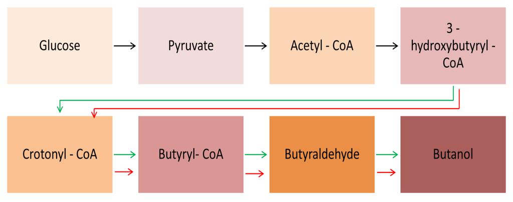 The green arrow is the engineered pathway grafted in E. coli for 1-butanol production. Representative titers from engineered E.