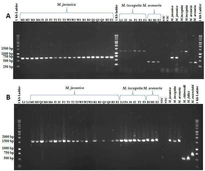 Naz et al. 16553 Figure 1. A) Amplification products of PCR reactions using Fjav/Rjav (M. javanica), Finc/Rinc (M. incognita) and Far/Rar (M.