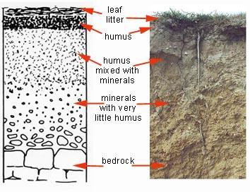 The Composition of Soil Erosion breaks apart pieces of the bedrock under the soil.