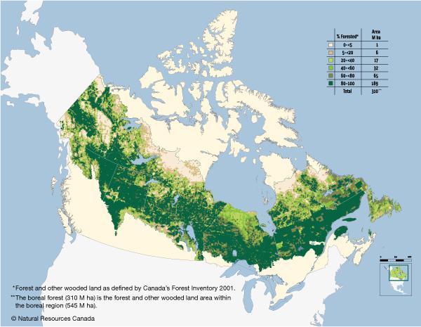 Boreal Forest The largest biome on Earth, the boreal forest has both coniferous