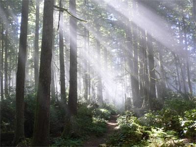 Canada s Rainforests Canada s rainforests are found along the coast of British Columbia.
