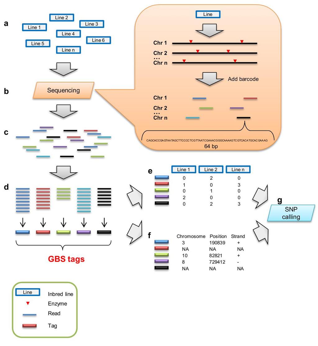 Supplementary Figure 1 Genotyping by Sequencing (GBS) pipeline used in this study to genotype maize inbred lines.