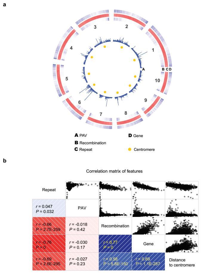 Supplementary Figure 12 Distribution of PAV and biological features in maize genome. Recombination were calculated from the NAM population based on GBS markers in this study.