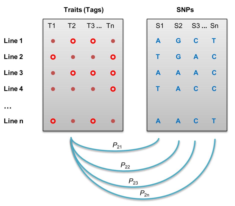 Supplementary Figure 2 Genetic mapping of GBS tags. The presence (red dot) and absence (red circle) of a tag in inbreds is treated as a trait.