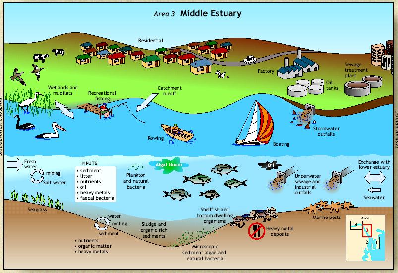 Conceptual Models Current understanding Activities Consequent Stressors on Waterways Impacts on Values & Uses of Waterways Initial