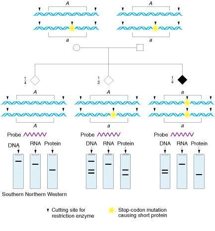 Genetic tests The molecular basis of