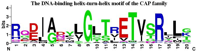 Catobolite Activator Protein (CAP) The helix-turn-helix motif from the CAP family of homodimeric DNA binding proteins.