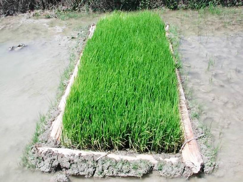 Transplant one seedling per hill at 20 cm distance from each other. Single seedlings are transplanted per hill, which greatly reduces the seed required per hectare of paddy (Figure 2).