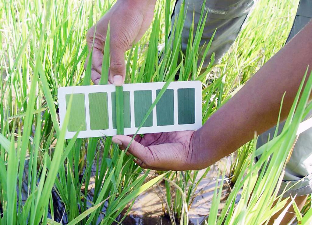applied about 35 DAT. Leaf color is monitored with a leaf color chart weekly starting at 14 DAT (Figure 3). When leaf color reaches the threshold color, 50 kg urea/ha is broadcast immediately.