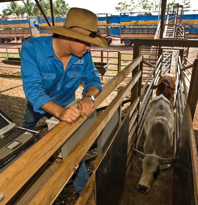 PREPARING LIVESTOCK FOR TRANSPORT Preparing livestock for transport correctly is a vital element of any journey.
