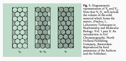The principle of gel filtration -- excluded volume [Note: gel filtration chromatography is also sometimes