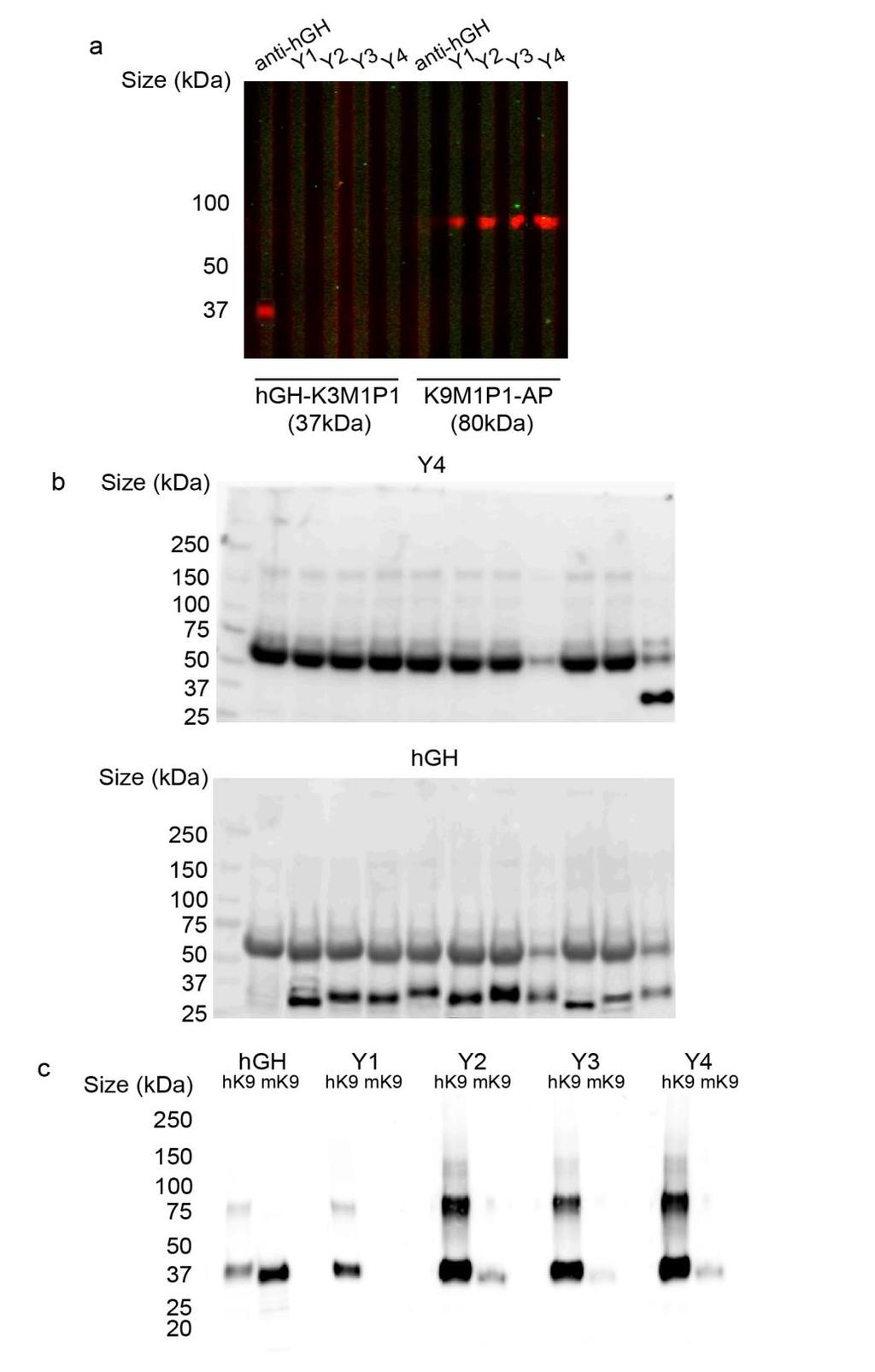 Supplementary Figure 2. Preferential binding of Y-mAbs to hkcnk9 (a) Western blot analysis of Y-mAbs against hgh-hkcnk3 and hkcnk9-alkaline phosphatase recombinant proteins.