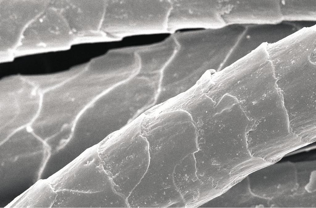 Figure 9. SEM micrograph of the urface of a wool fibre after plama treatment, ample 1, magnification 5. 9 Water aborption, % 8 7 6 5 4 3 2 1 1 2 3 4 5 6 7 8 9 1 11 Time of plama, Figure 1.
