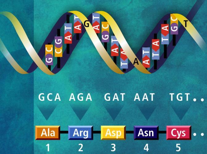 the human genome consists of approximately 3 billion base