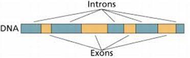 However, not all of the 3 billion bases are useful code. a. Exons are encoded DNA, with directions to build molecules i. Exons made up only 1.5% of the entire genome. ii.
