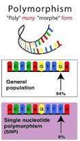 Most of the variation in DNA is found in the non-coding segment, or