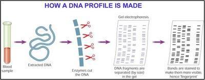 DNA fingerprinting is also known as DNA profiling.