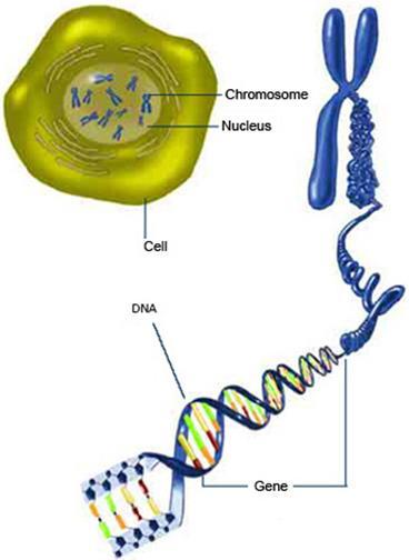 DNA is a nucleic acid, found in chromosomes, in the nucleus of your cells.