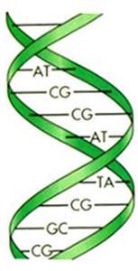 i. DNA has four different nitrogenous bases: 1.Adenine (A), 2.Thymine (T), 3.Guanine (G), 4.