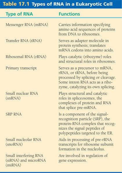 RNA has diverse functions: -