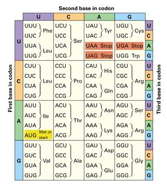Mutation/ In- class 1. For amino acids with redundant codons, which nucleotide position(s) are always the same, i.e conserved? (marked next to the genetic code table). 2.